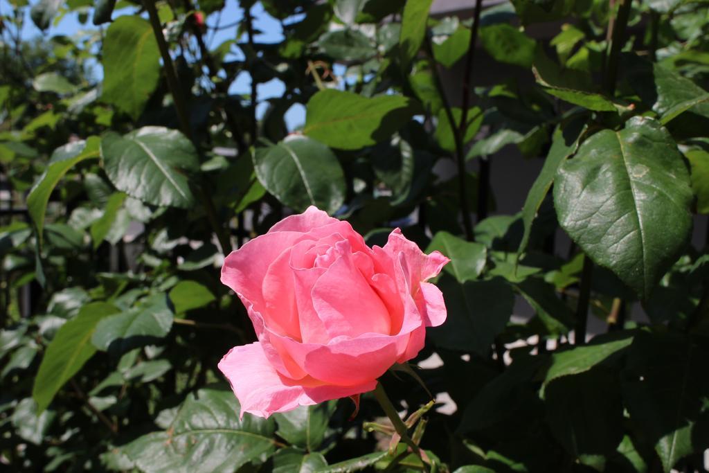 Flowers Apartments Nesebar Ngoại thất bức ảnh
