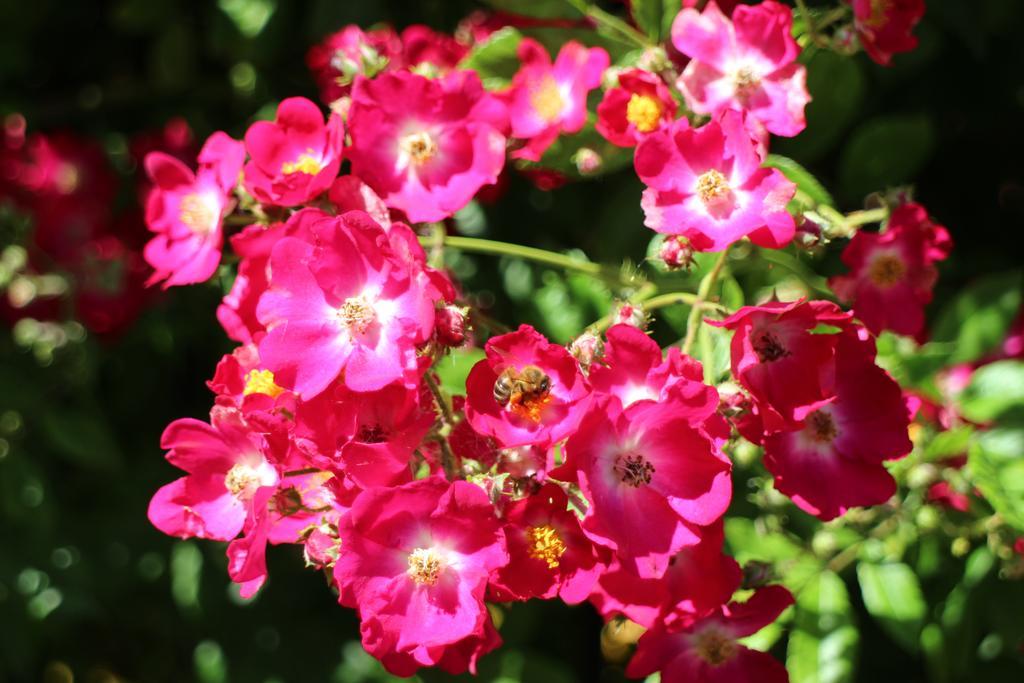 Flowers Apartments Nesebar Ngoại thất bức ảnh