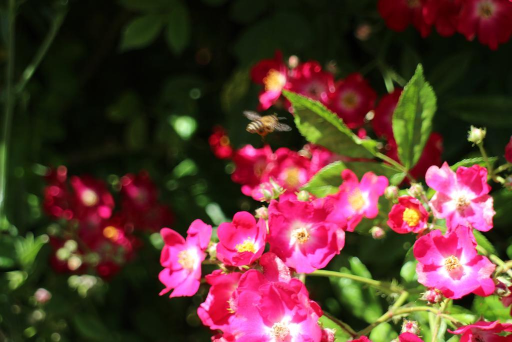 Flowers Apartments Nesebar Ngoại thất bức ảnh